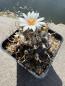 Preview: Turbinicarpus frailensis